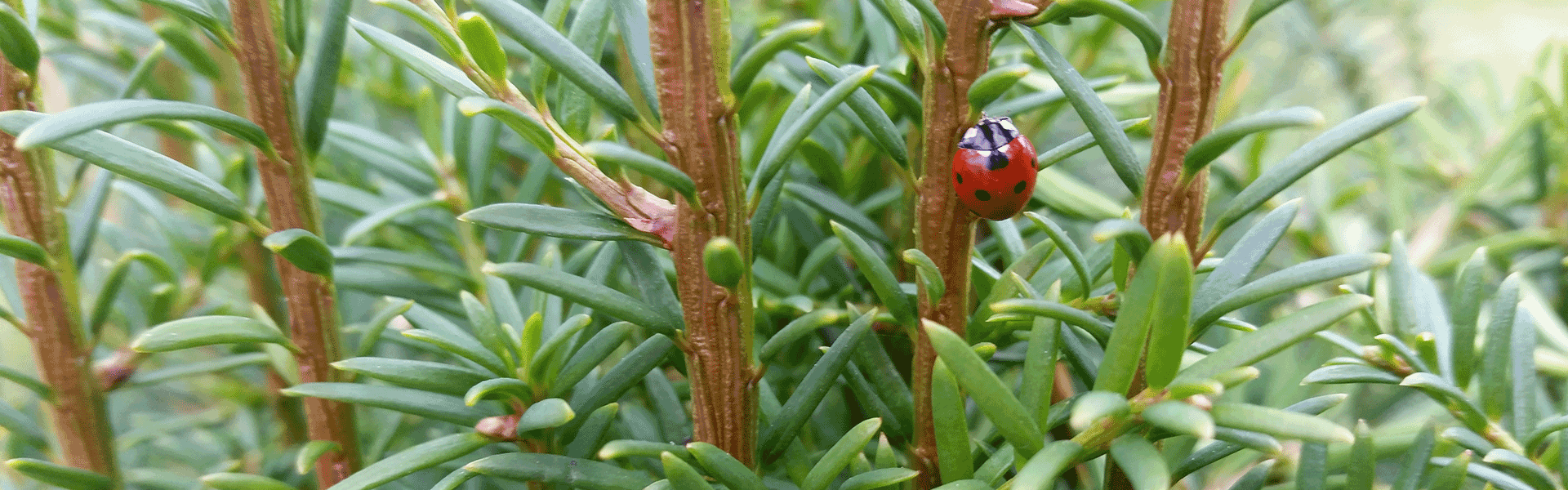 Gartengestaltung